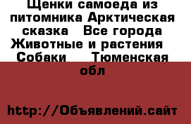 Щенки самоеда из питомника Арктическая сказка - Все города Животные и растения » Собаки   . Тюменская обл.